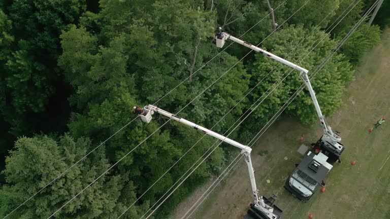 Best Tree and Shrub Care  in Spring Creek, NV